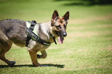 German shepherd Security Dog in Training