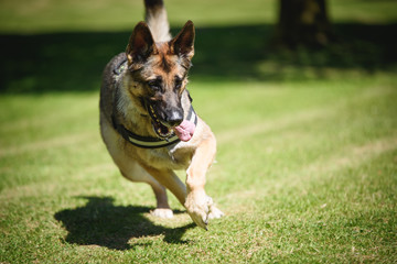 German shepherd Security Dog in Training