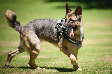 German shepherd Security Dog in Training