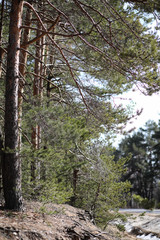 Pine forest in the beginning of spring under the snow. Forest un
