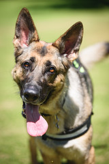 German shepherd Security Dog in Training