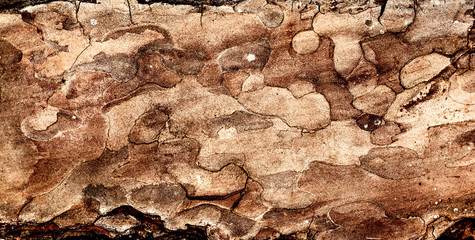 Bark of tree.