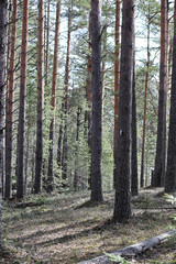 Naklejka premium Pine forest in the beginning of spring under the snow. Forest un