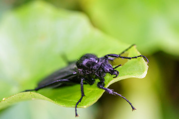 Great black wasp holding to the grass. Family: Sphecidae (thread-waisted wasps) in the order Hymenoptera (ants, bees, wasps).  Undergoes complete metamorphosis through egg, larva, pupa, and adult.