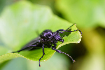 Naklejka premium Great black wasp holding to the grass. Family: Sphecidae (thread-waisted wasps) in the order Hymenoptera (ants, bees, wasps). Undergoes complete metamorphosis through egg, larva, pupa, and adult.