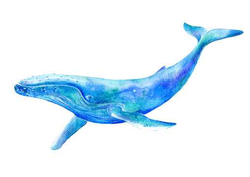 Big Blue Whale .Watercolor hand drawn illustration.Underwater animal art. White background.