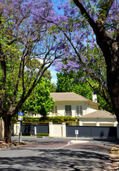 Little suburban street full of green trees and blooming jacaranda. Adelaide, Australia