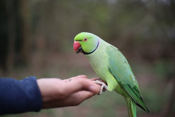 Parakeet - tropical bird