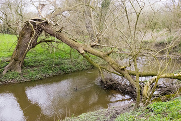 Storm damaged tree