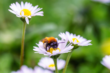 Obraz premium European honey bee on daisy spring flowers during spring in Paris, France. Taken by closeup photography or macro photography with blurry background or shallow DOF.