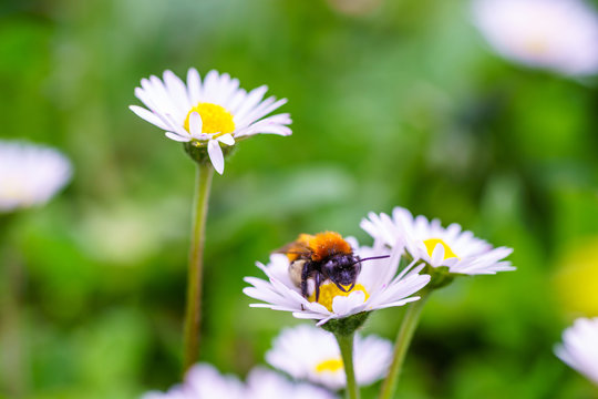 European honey bee on daisy spring flowers during spring in Paris, France. Taken by closeup photography or macro photography with blurry background or shallow DOF.