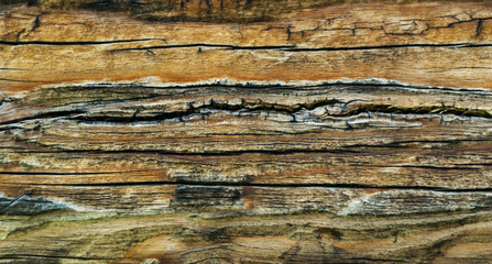 Texture of old wood surface