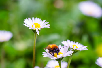 Obraz premium European honey bee on daisy spring flowers during spring in Paris, France. Taken by closeup photography or macro photography with blurry background or shallow DOF.