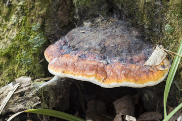 the woody tinder fungus on a tree stump in spring forest