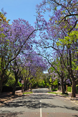 Little suburban street full of green trees and blooming jacaranda. Adelaide, Australia