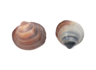 Sea shells isolated on white background, top view