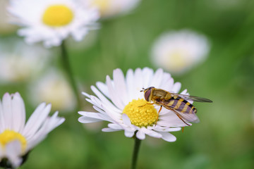 Fototapeta premium Spring daisy flowers with wasp looking for food in Paris, Eurpe. Wasps need key resources; pollen and nectar from a variety of flowers. Special macro lens for close-up, blurry, bokeh background.
