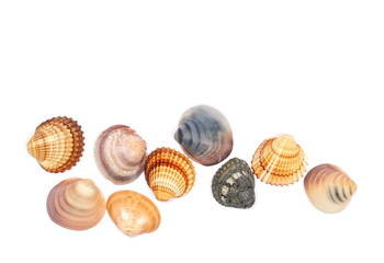Sea shells isolated on white background, top view