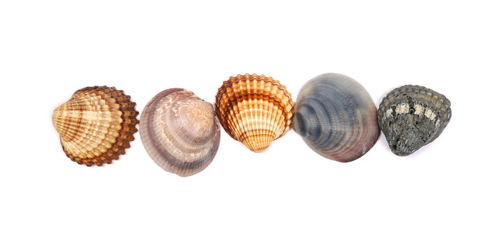Sea shells isolated on white background, top view