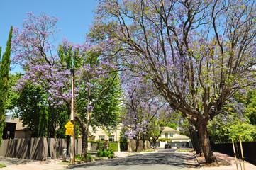Little suburban street full of green trees and blooming jacaranda. Adelaide, Australia