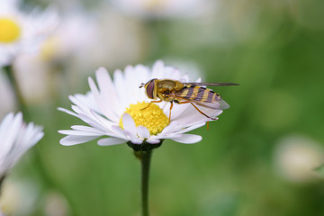 Spring daisy flowers with wasp looking for food in Paris, Eurpe. Wasps need key resources; pollen and nectar from a variety of flowers.  Special macro lens for close-up, blurry, bokeh background.