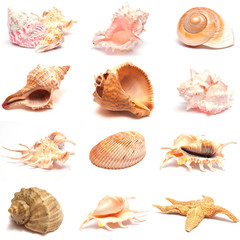 Shell