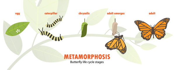 butterfly life cycle metamorphosis © trgrowth