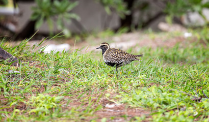 Juvenile rudy turnstone on Lady Elliot Island in Australia on the great barrier reef