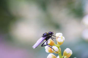 Fototapeta na wymiar Wasp on the flower during spring in Pairs park, France, europe.Wasps need key resources such as pollen and nectar from a variety of flowers. True wasps have stingers that they use to capture insect