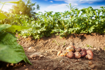 Raw potato on garden ground
