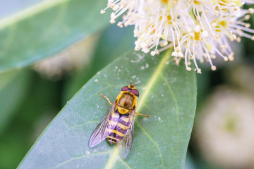 Wasp on the flower during spring in Pairs park, France, europe.Wasps need key resources such as pollen and nectar from a variety of flowers. True wasps have stingers that they use to capture insect