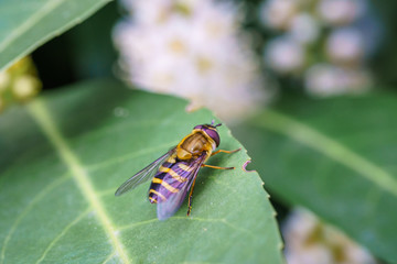 Spring daisy flowers with wasp looking for food in Paris, Eurpe. Wasps need key resources; pollen and nectar from a variety of flowers.  Special macro lens for close-up, blurry, bokeh background.