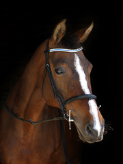 Obraz premium Bay Horse Head Shot