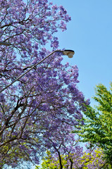 Blooming Blue Jacaranda Tree in Adelaide, Australia