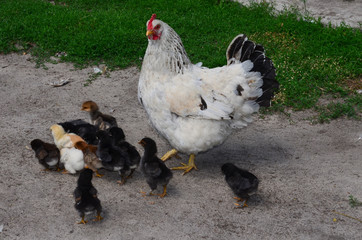 Курица и цыплята.