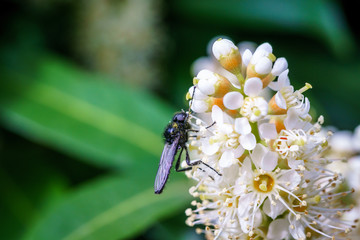 Spring flowers with wasp looking for food in Paris, Eurpe. Wasps need key resources; pollen and nectar from a variety of flowers.  Special macro lens for close-up, blurry, bokeh background.