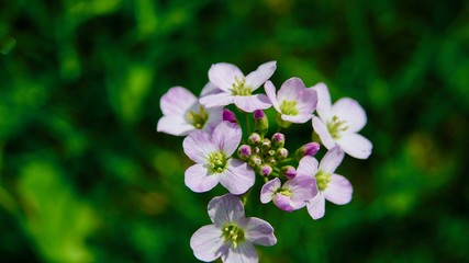 Rosa-violett blühende Wiesenblume, Unkraut