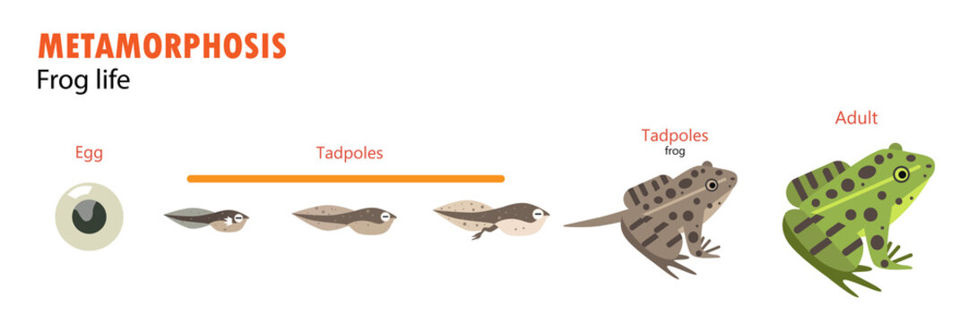 frog life cycle metamorphosis