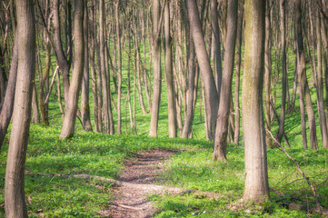 Spring, nature, beautiful Landscape and green Grass and Trees