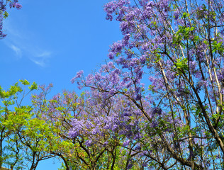 Blooming Blue Jacaranda Tree in Adelaide, Australia