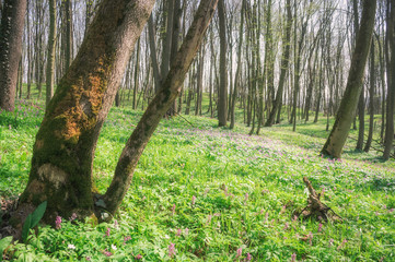 Spring, nature, beautiful Landscape and green Grass and Trees