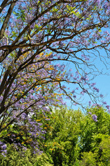 Blooming Blue Jacaranda Tree in Adelaide, Australia