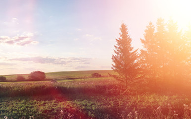 Landscape outside the city. Grassy field and blue sky. Sunset ov