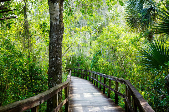 Florida Wetland, Wooden Path Trail At Everglades National Park In USA.