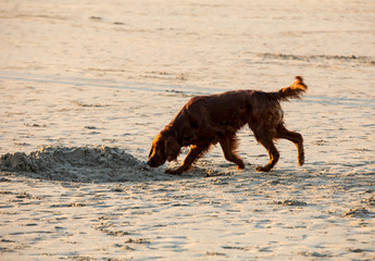 Red setter dog having fun on a beach