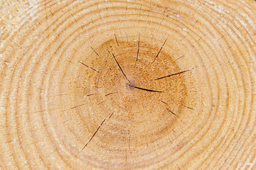 Large circular piece of wood cross section with tree ring texture. Detailed organic surface from nature.