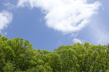 新緑の風景　(香川県)