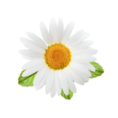 Fototapeta premium Kwiaty rumianku z kompozycją liści mięty na białym tle jako element projektu opakowania.