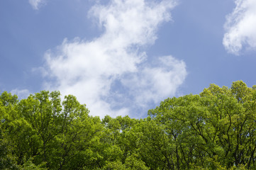 新緑の風景　(香川県)