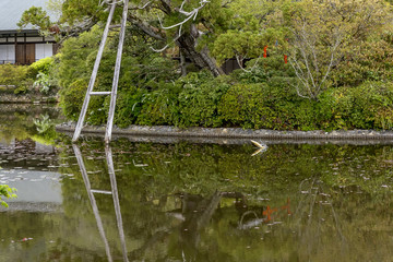 A big fish jumps in the lake water, Ryoan-ji Temple, Kyoto, Japan